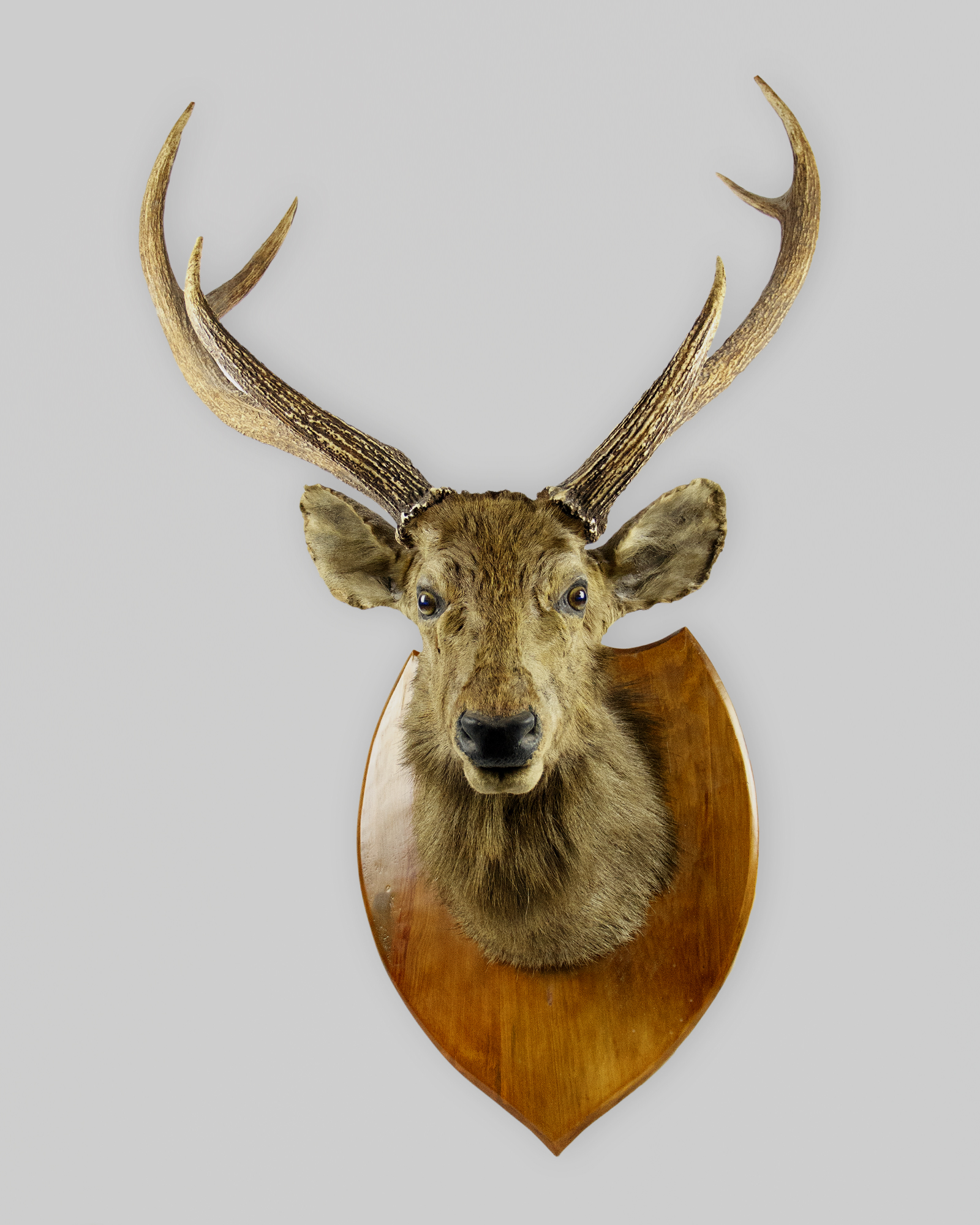 Taxidermy Sambar Stag Head
