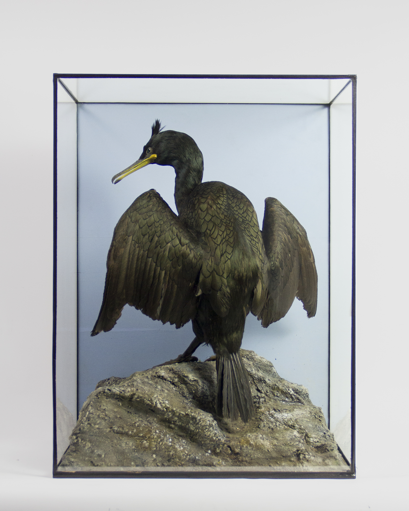 Shag Attributed To Shopland Of Torquay