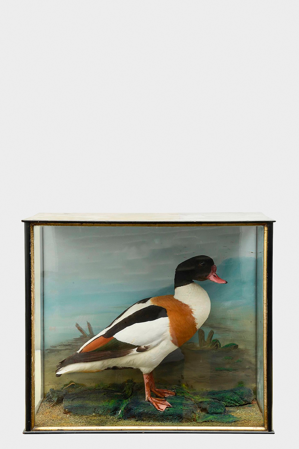 Shelduck Taxidermy Case By Bill Cox, Liverpool