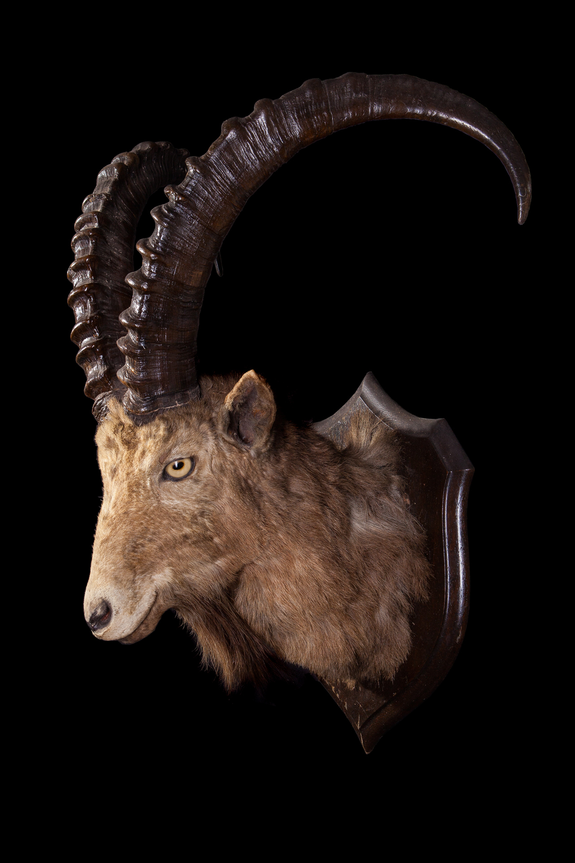 Siberian Ibex by Rowland Ward of Piccadilly