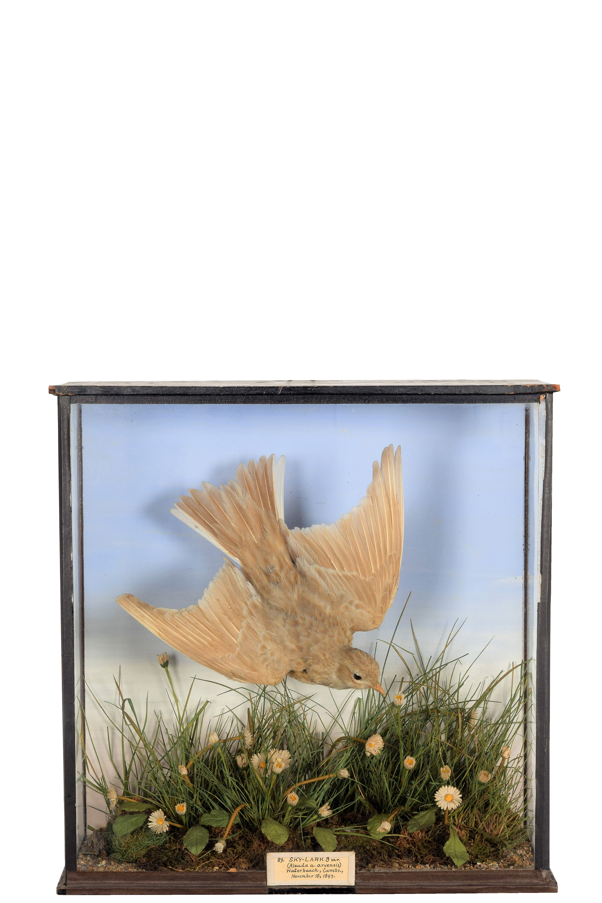 Leucistic Skylark Circa 1900