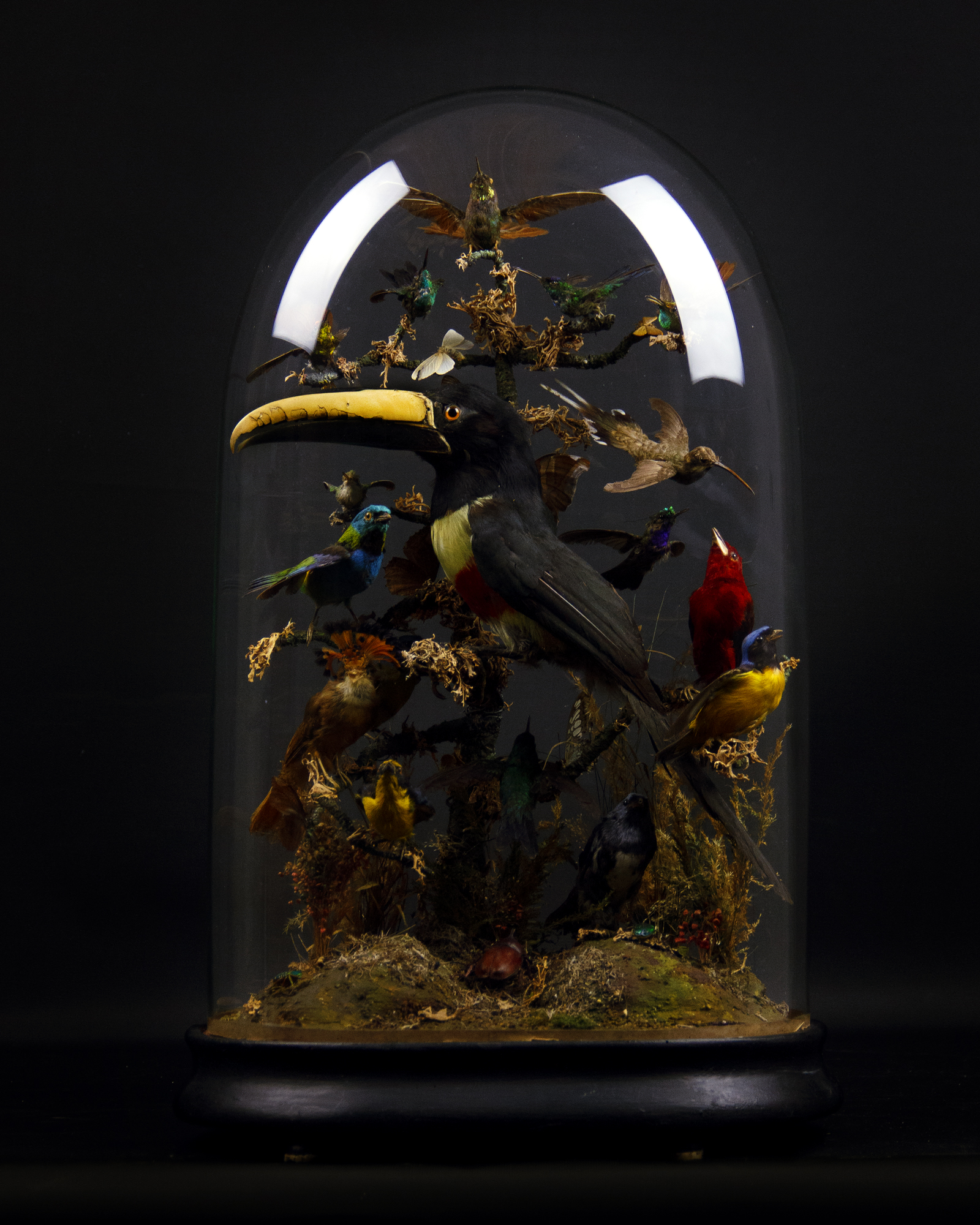 South American birds dome