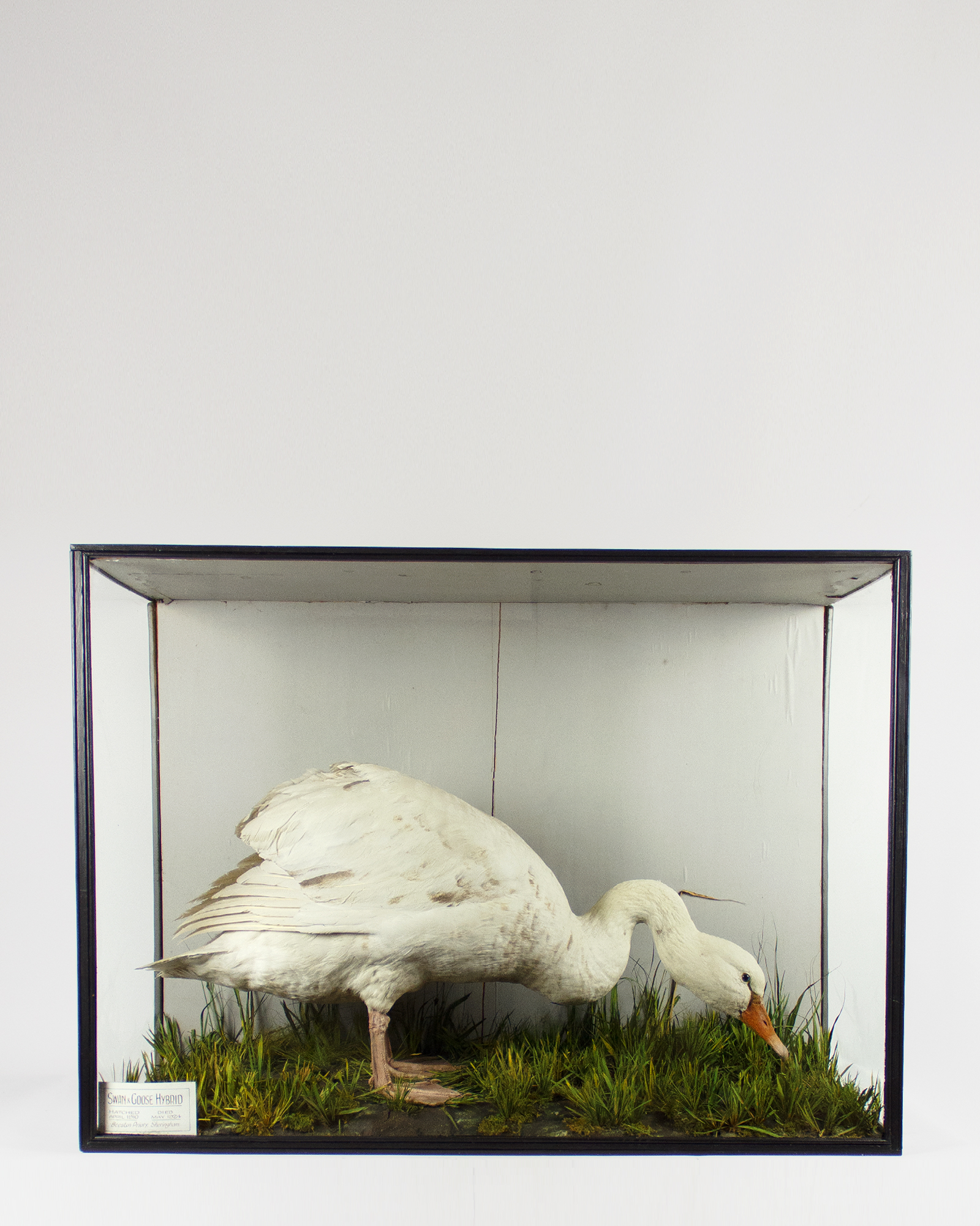 F.E. Gunn Taxidermy Swoose!