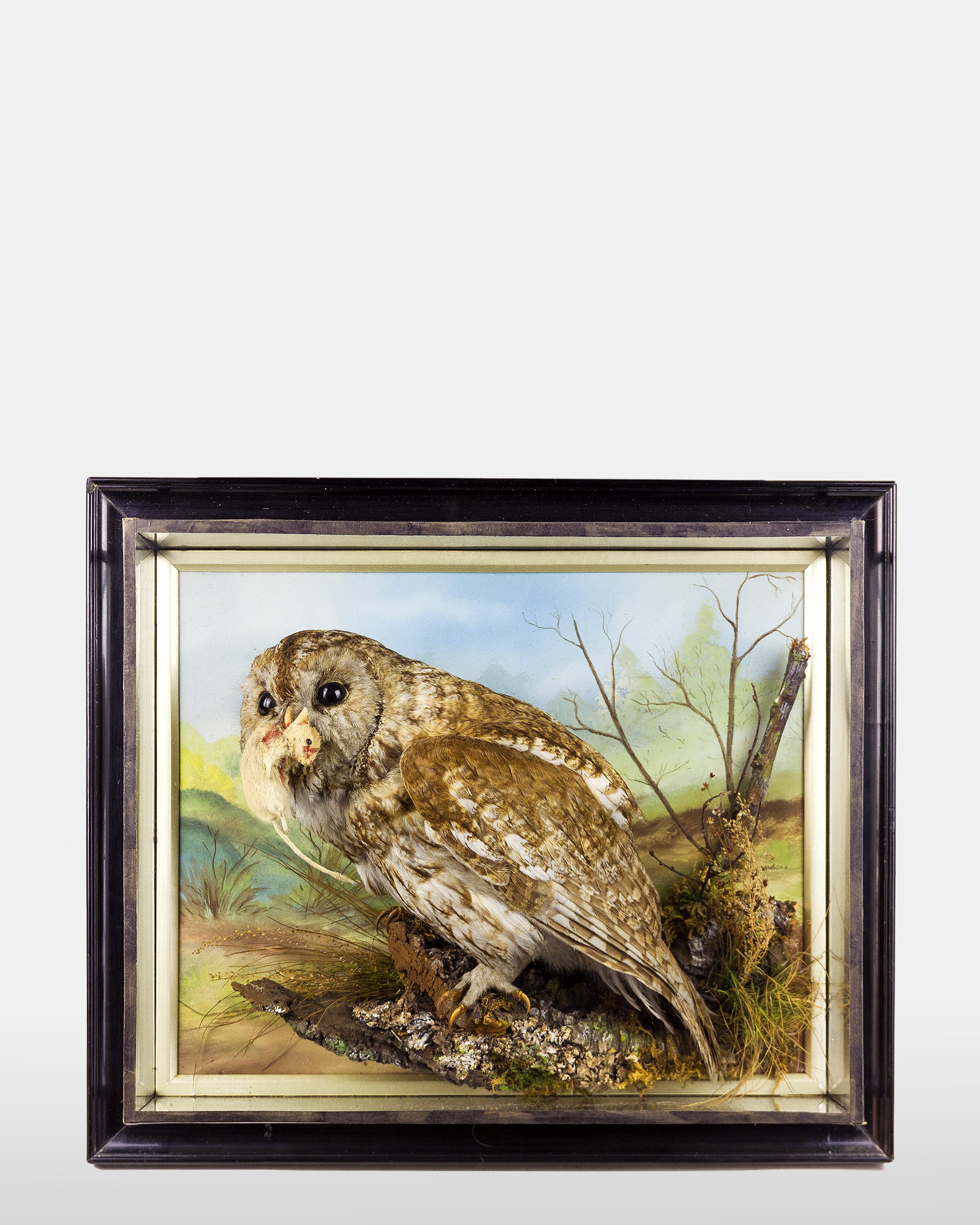 Bill Cox Taxidermy Tawny Owl
