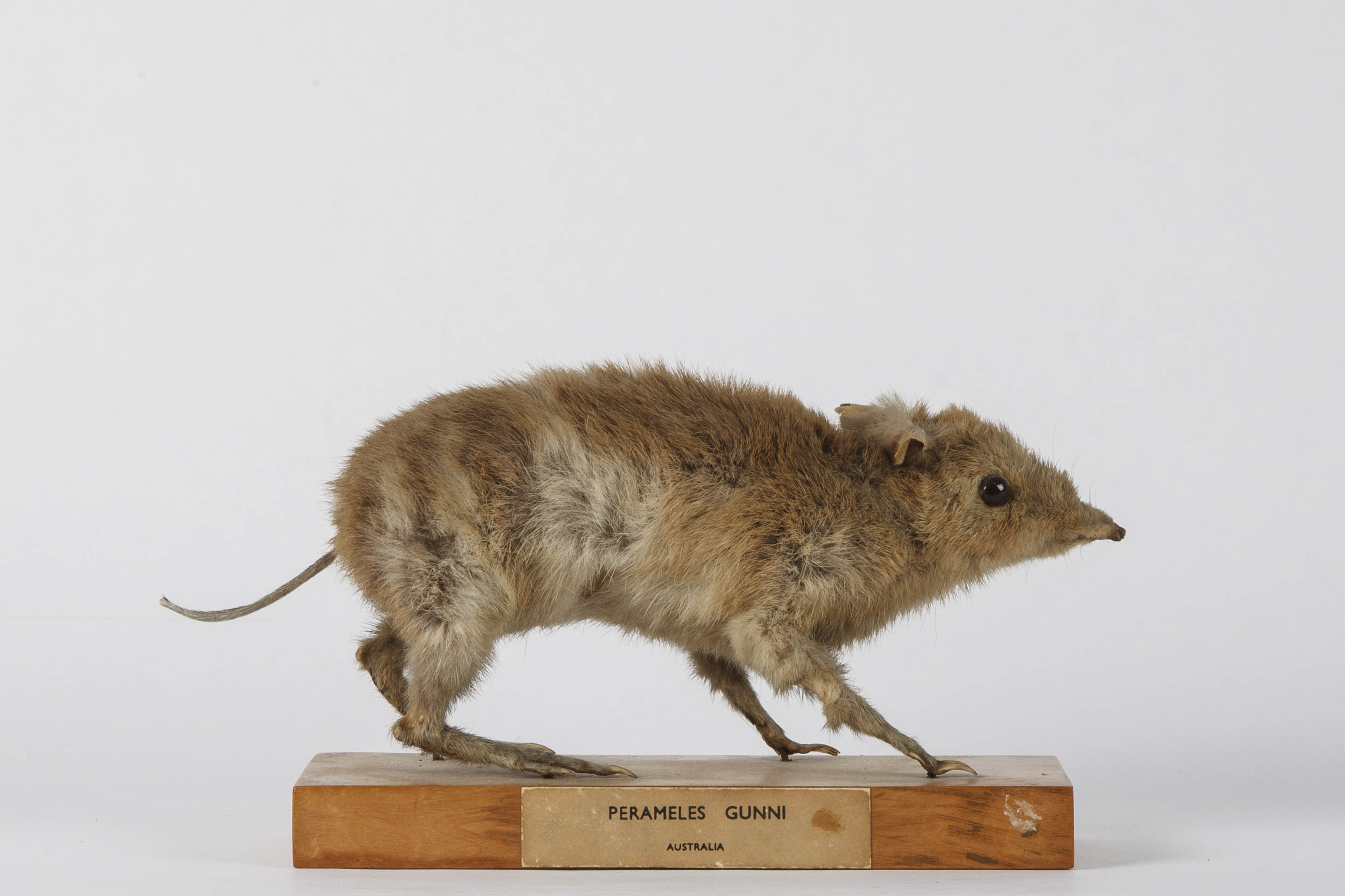 Taxidermy bandicoot