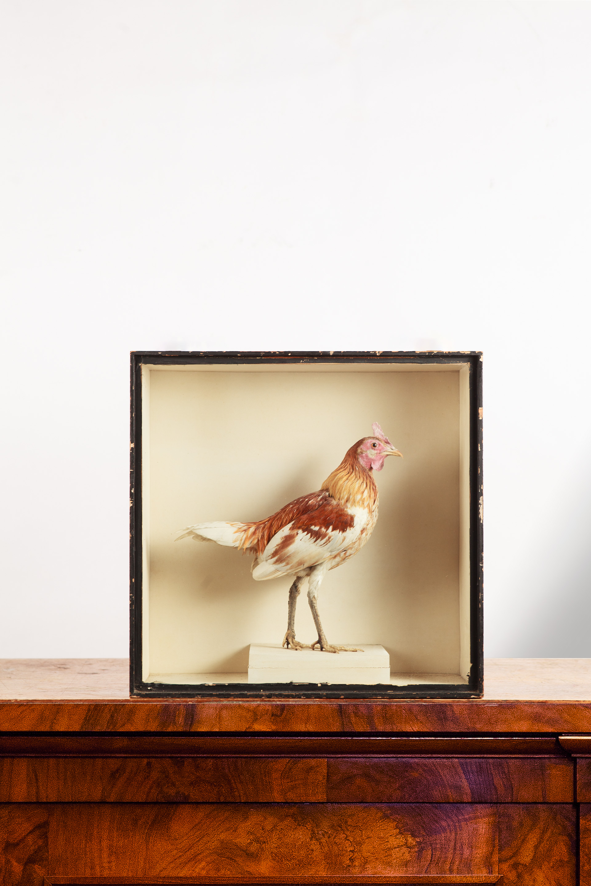 Taxidermy Small Fighting Chicken By Robert Duncan. 1904