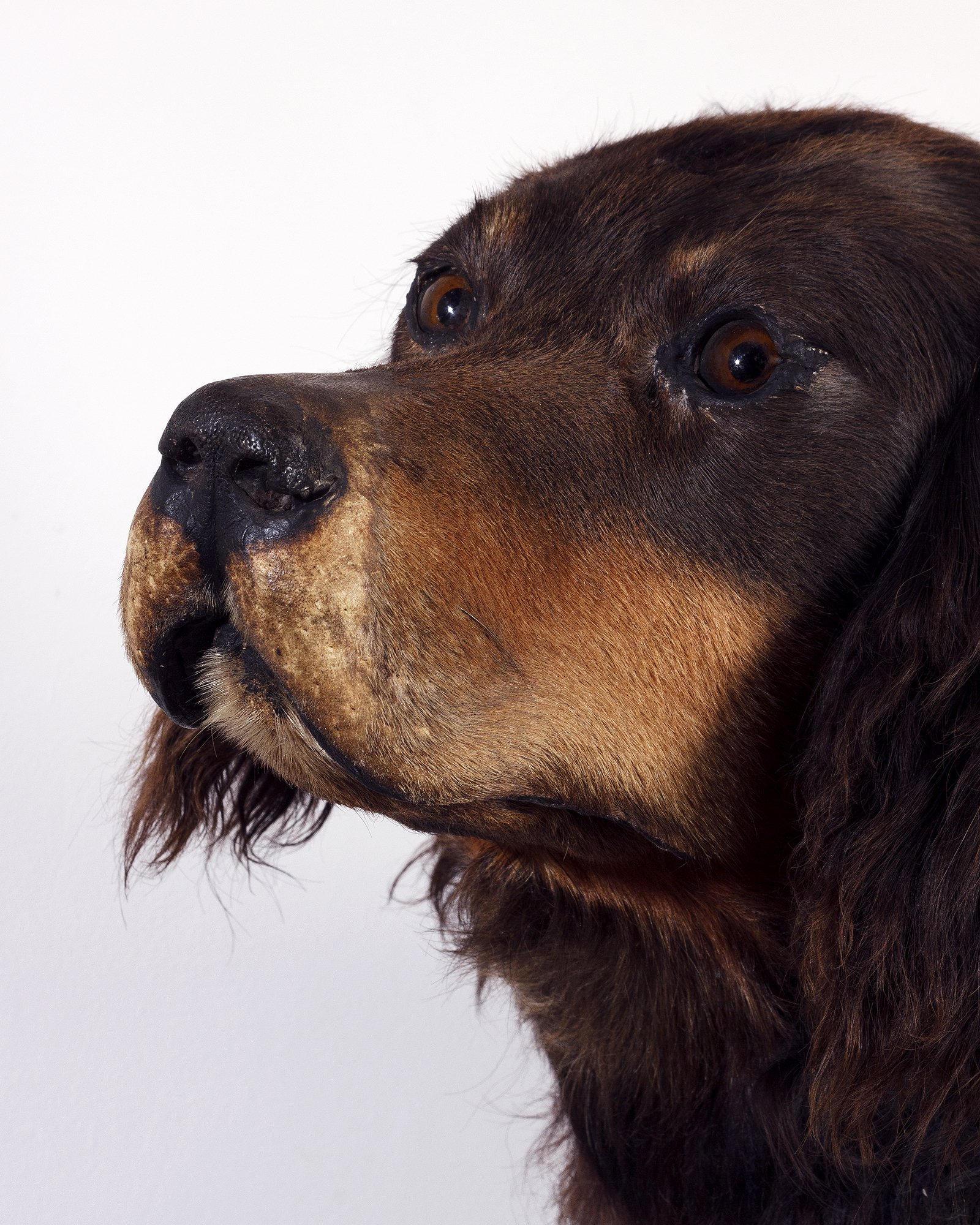 Taxidermy Dog - "Tom" of the Tailwaggers Club