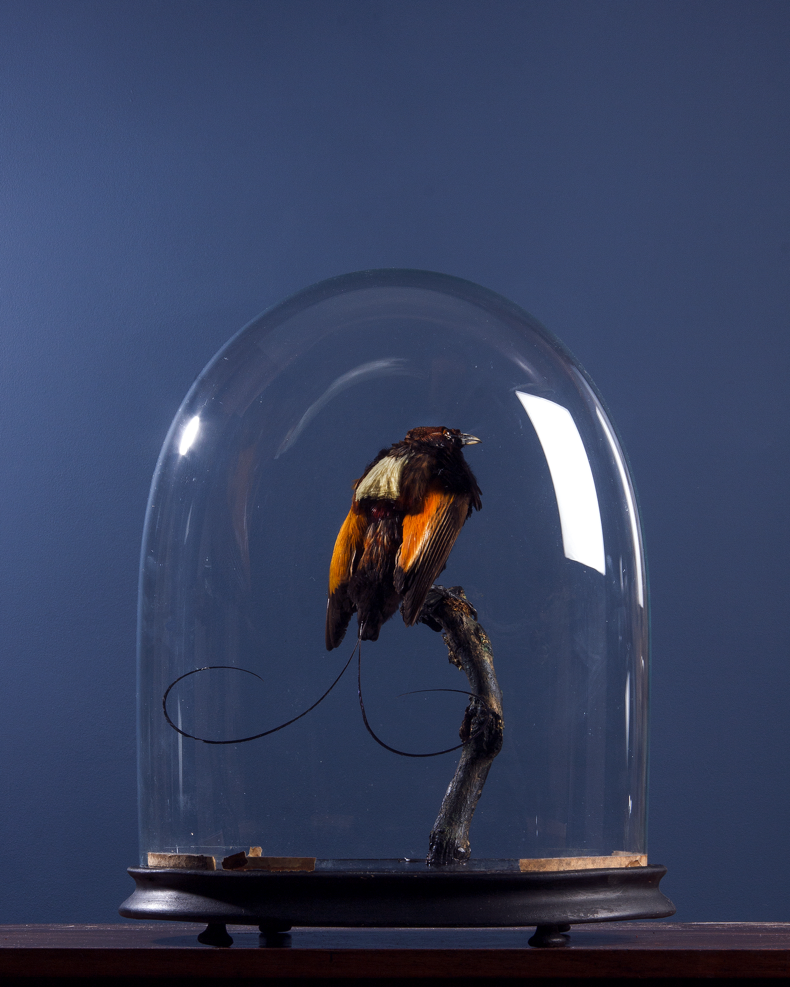 Taxidermy Magnificent bird-of-paradise