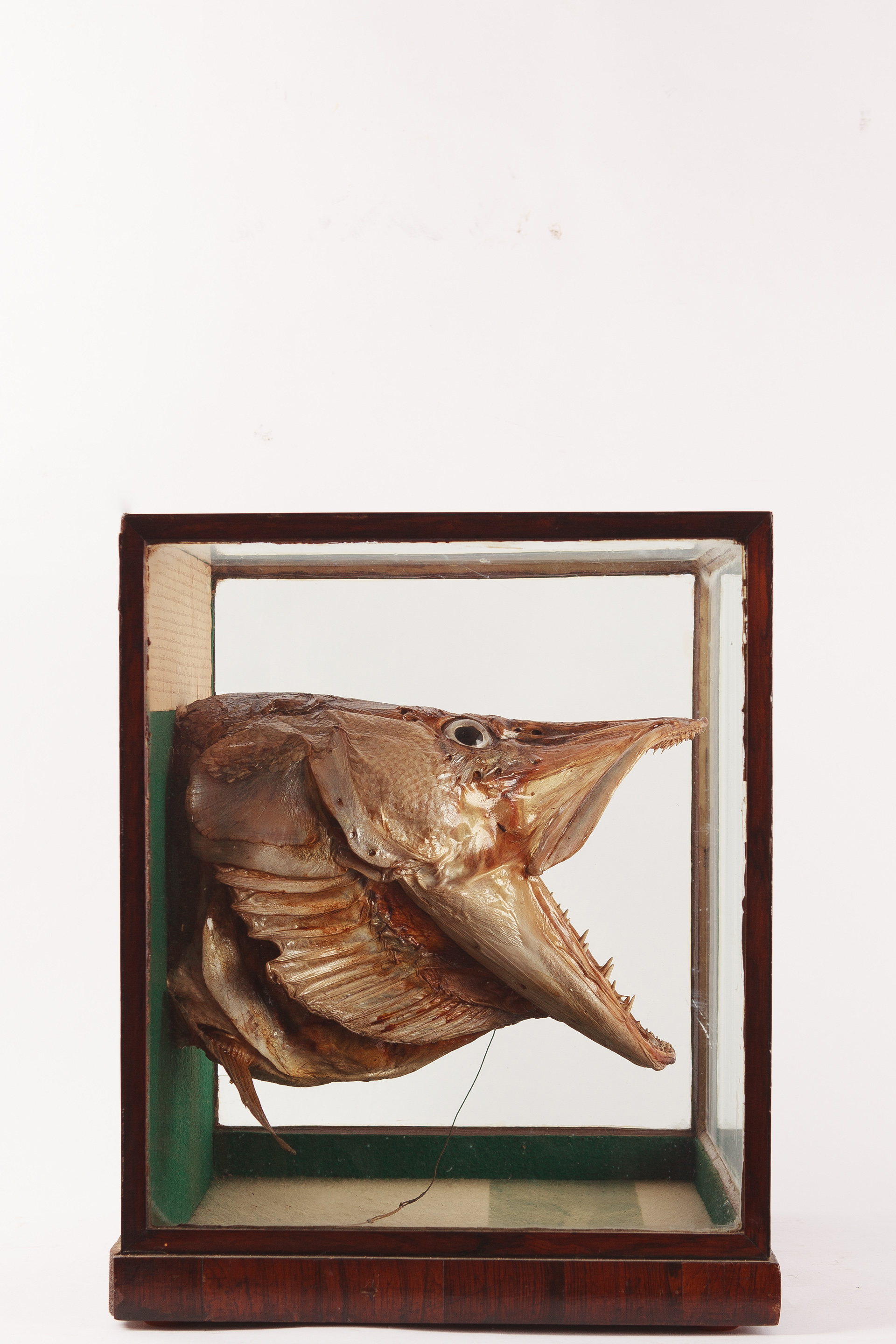 Taxidermy Monster Pike Head 1833