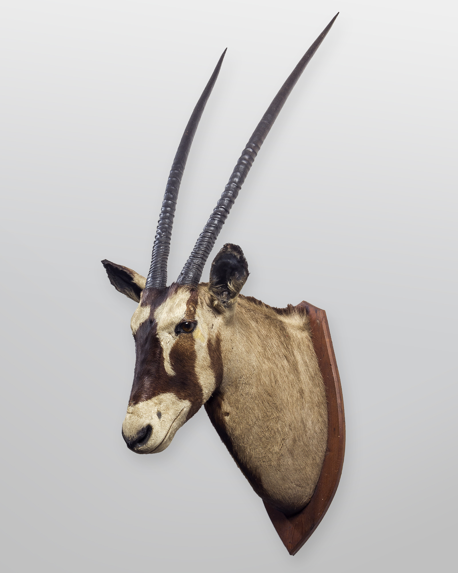 Taxidermy Gemsbok Trophy