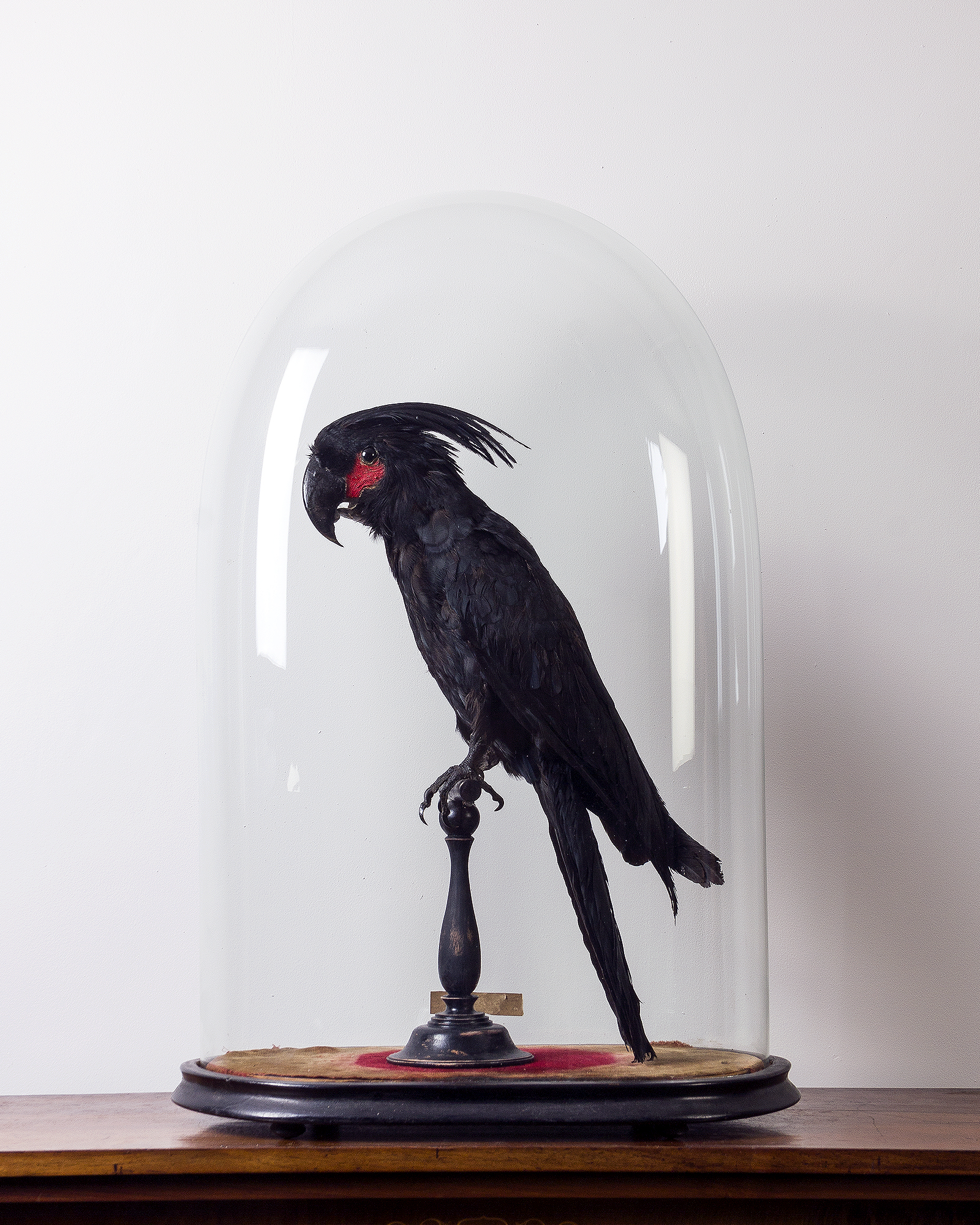 Taxidermy Palm Cockatoo circa 1900