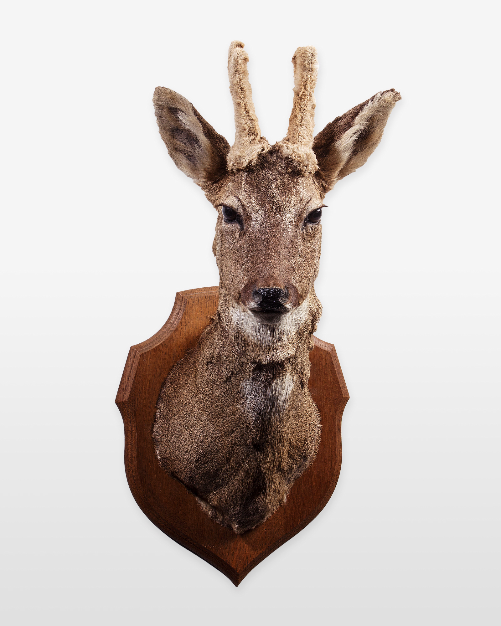 Taxidermy Roe Deer Head in Velvet