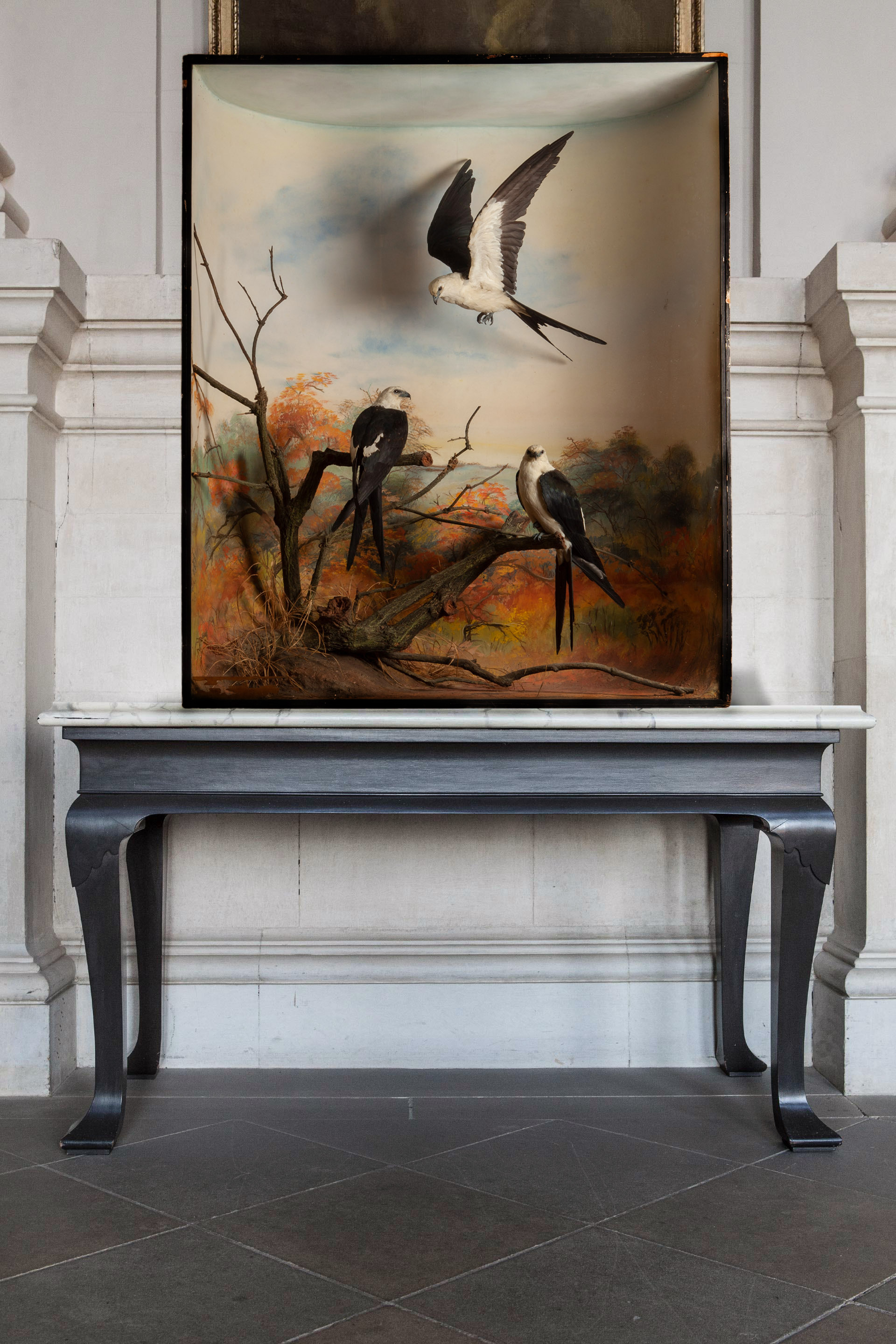Taxidermy Swallow-Tailed Kites By Rowland Ward (Ex Hart-Hall collection)