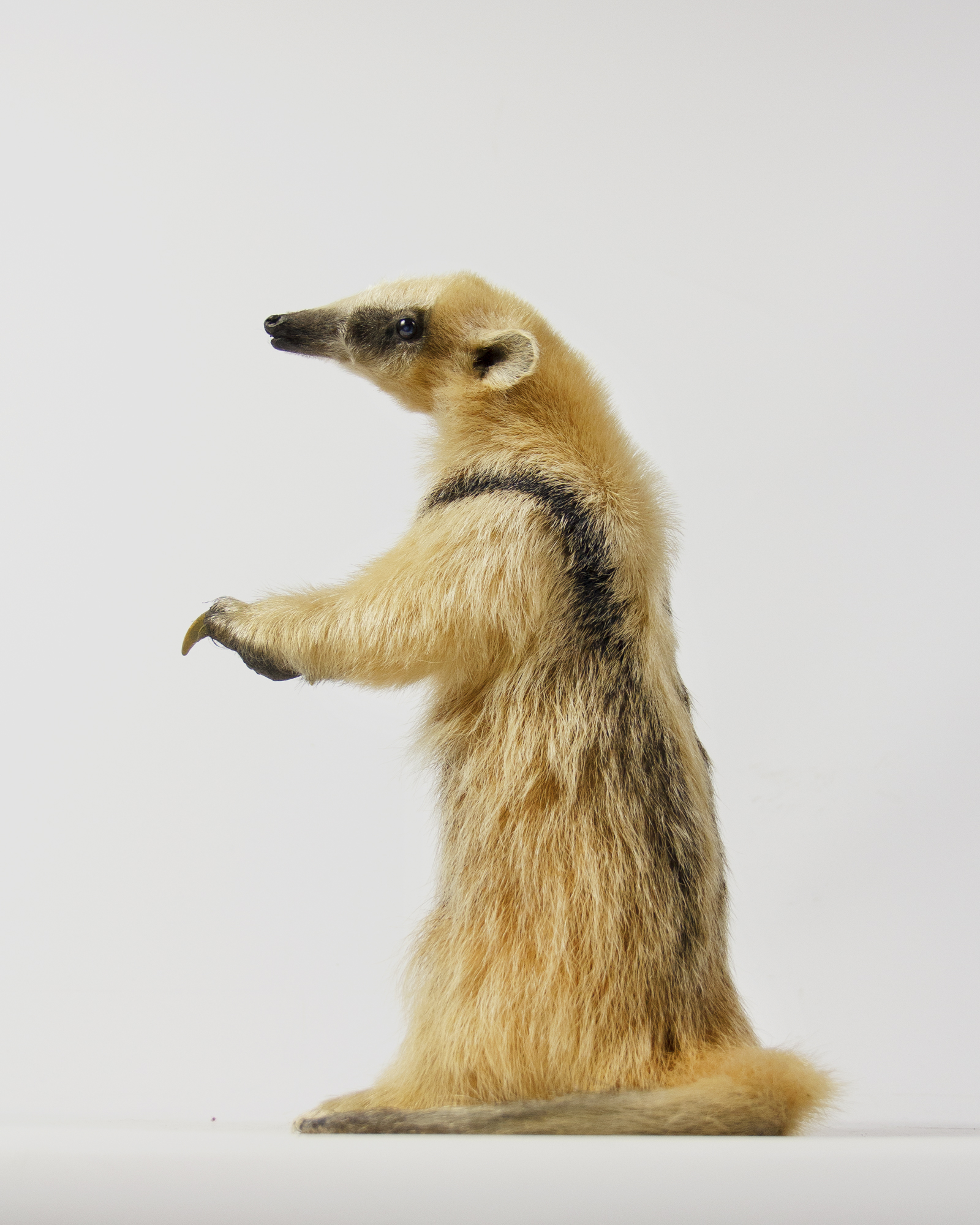 Tree Anteater