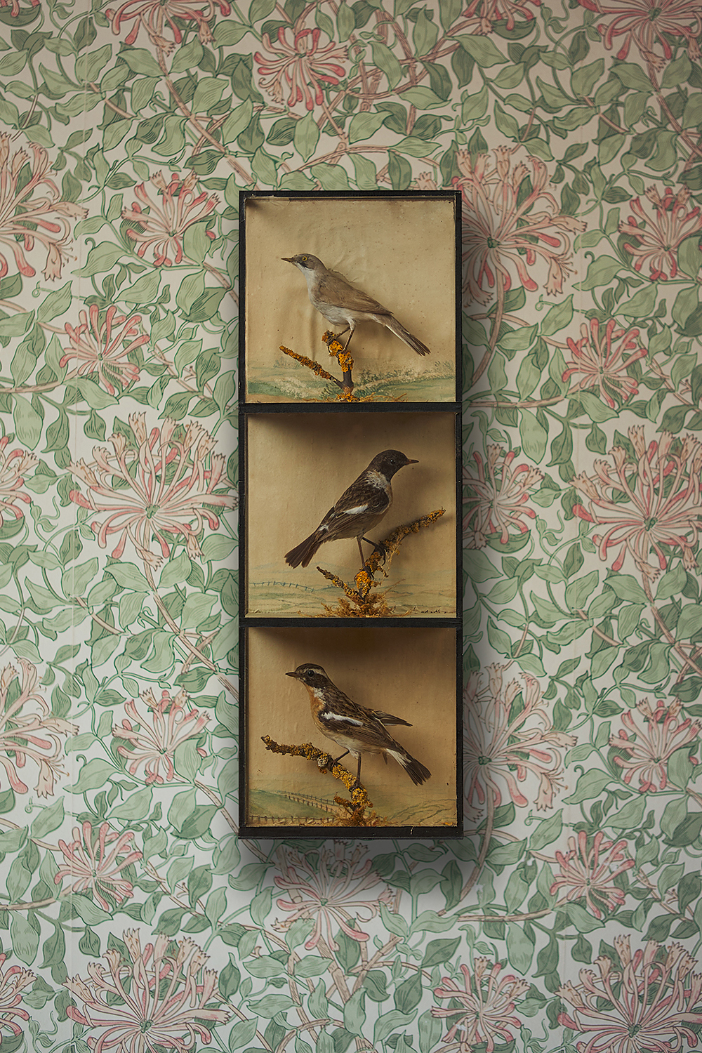 Unusual Elegant Victorian Case Of Passerines