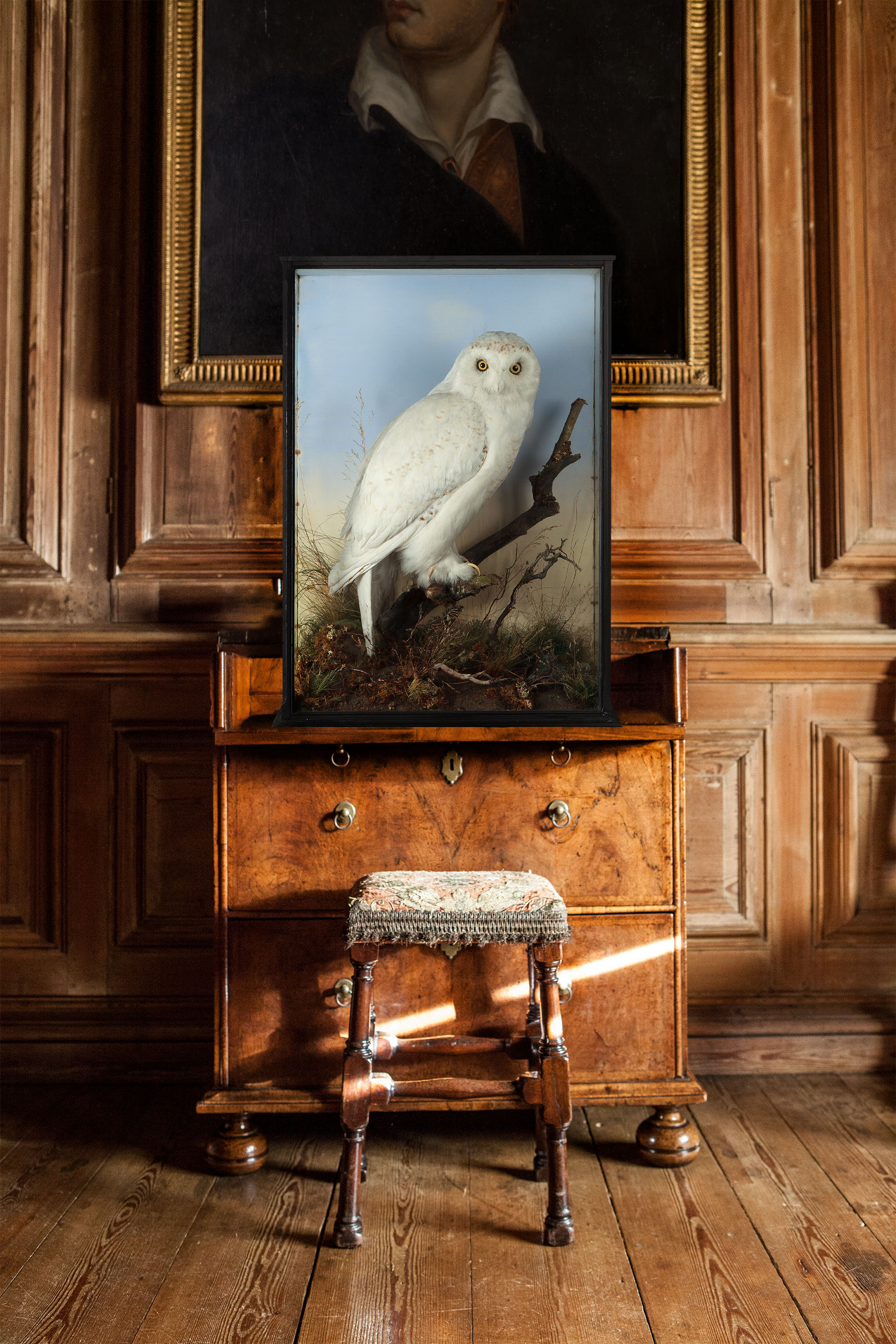 Victorian Cased Snowy Owl Circa 1890