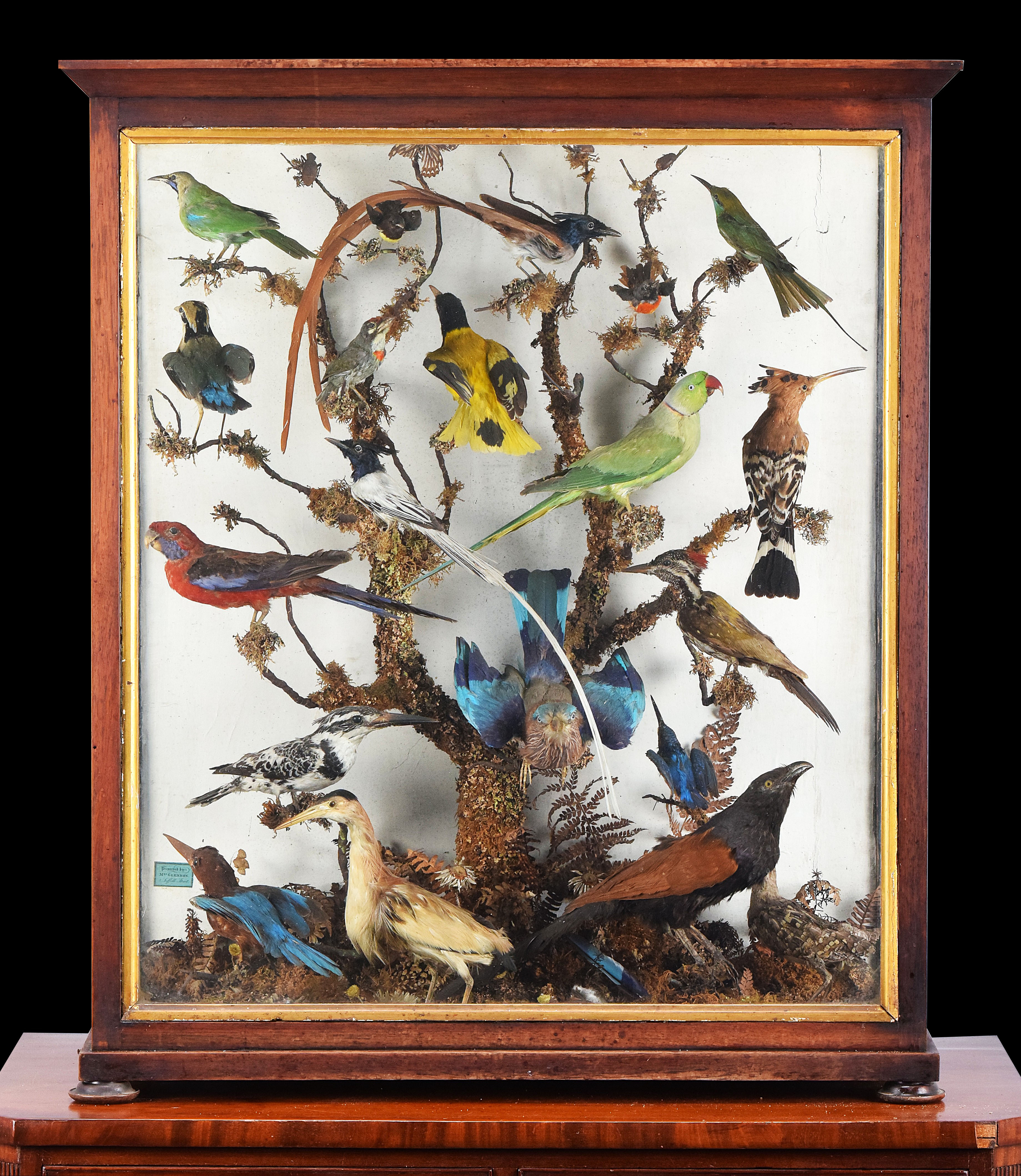 Victorian Case Of Taxidermy Birds By Elizabeth Glennon (born 1814). Case Age Circa 1860.  74cm by 32cm by 92cm