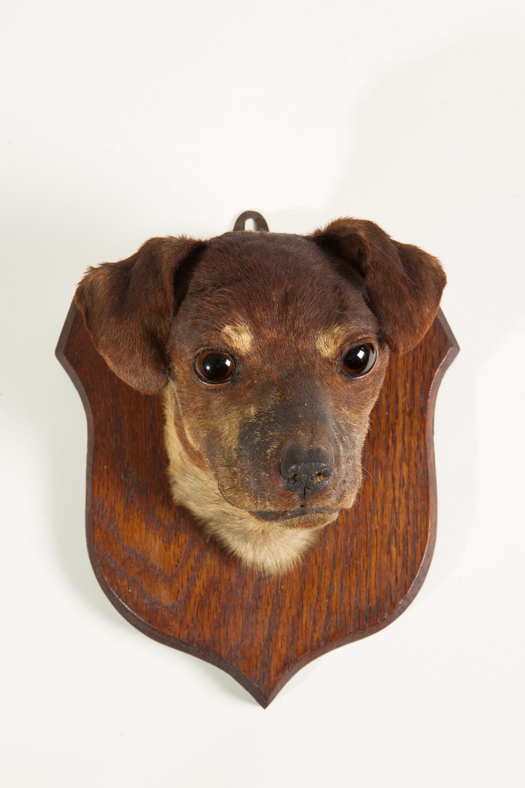 Taxidermy Jack Russell head