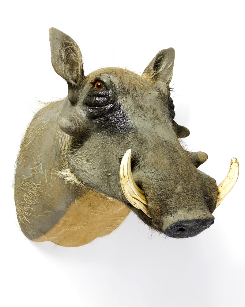 Taxidermy Warthog