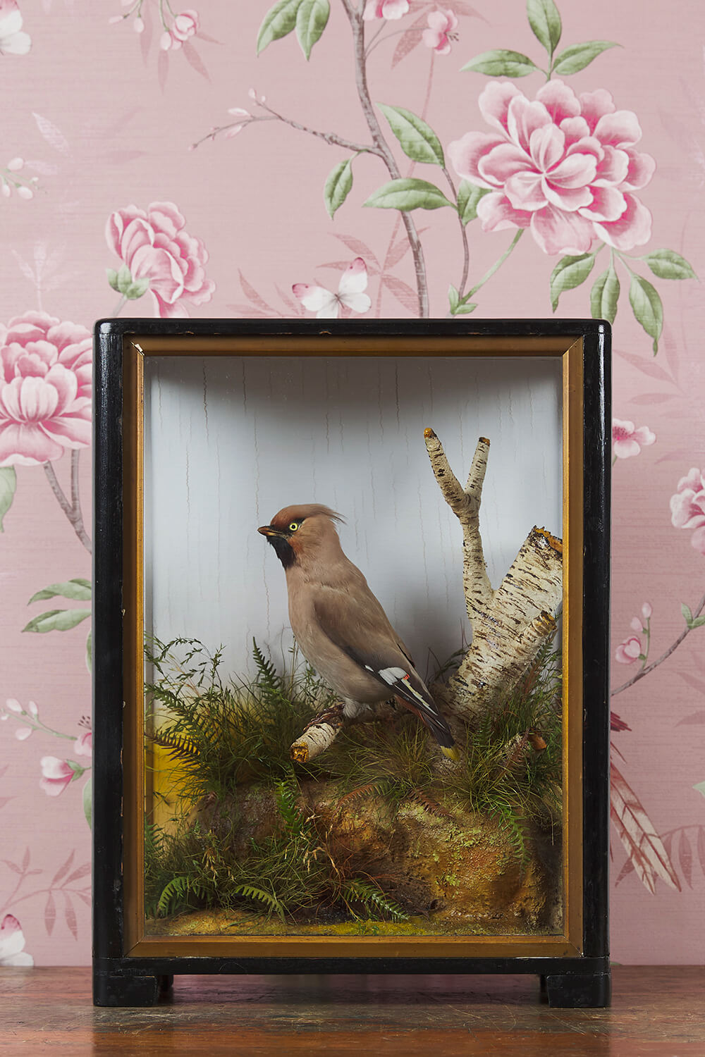 James Hutchings Waxwing Circa 1900