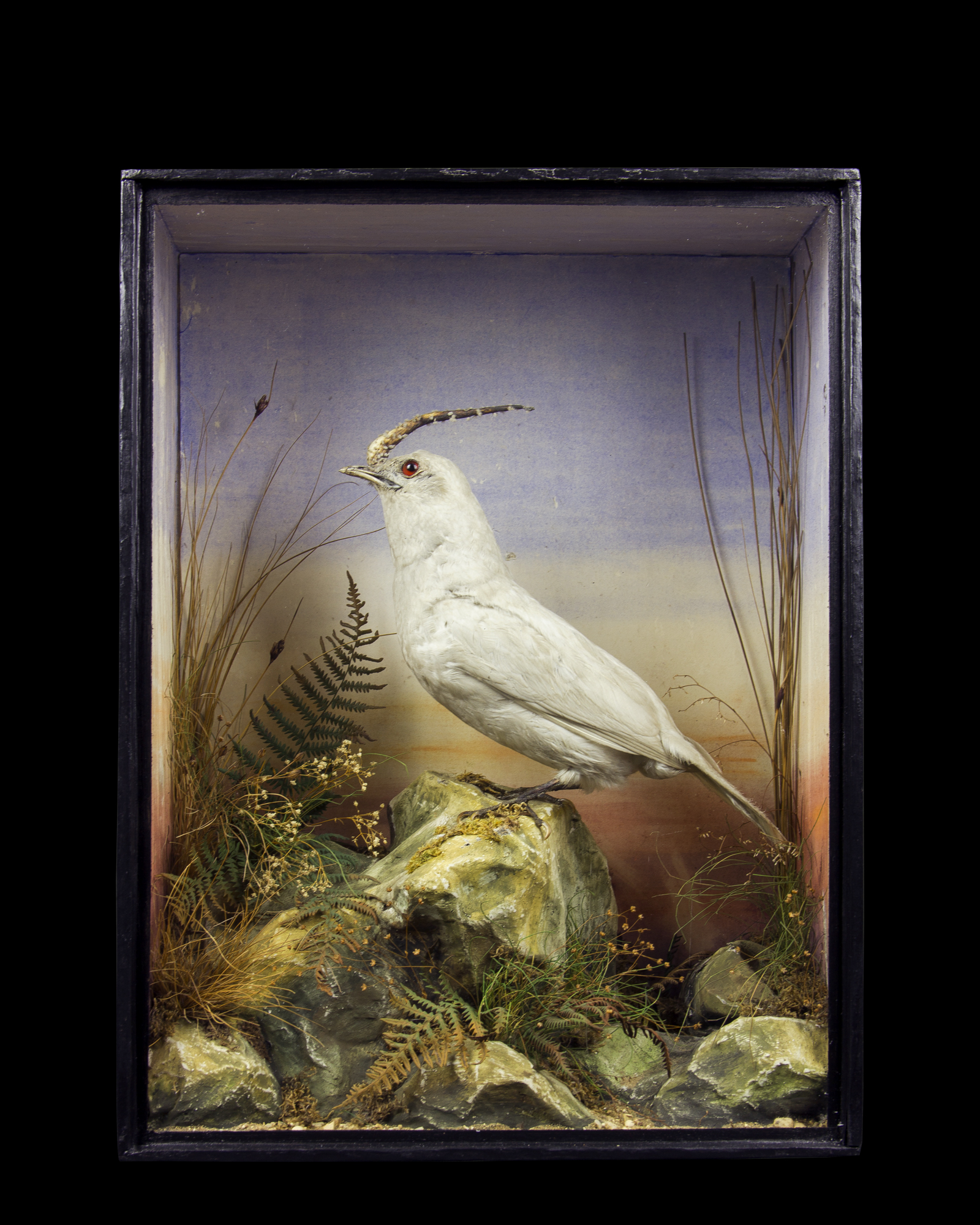 White Bellbird