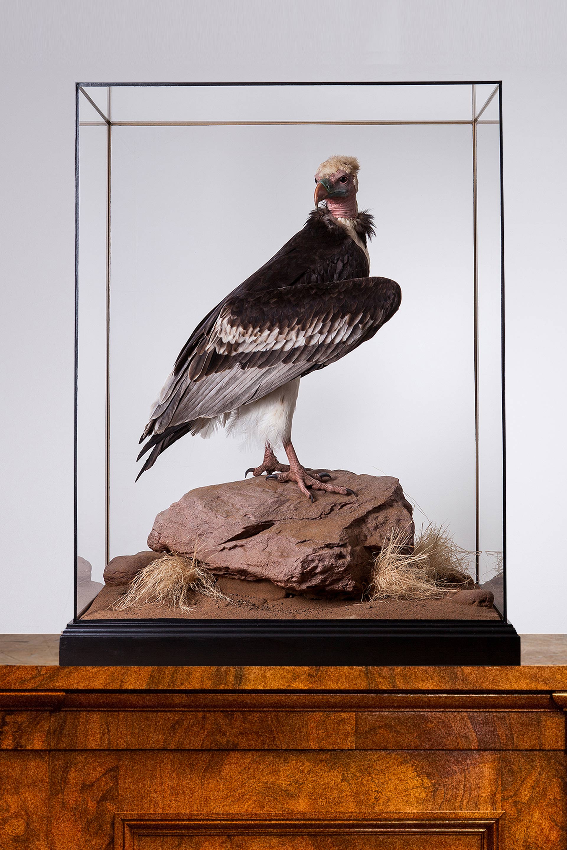 White-headed vulture by Carl Church