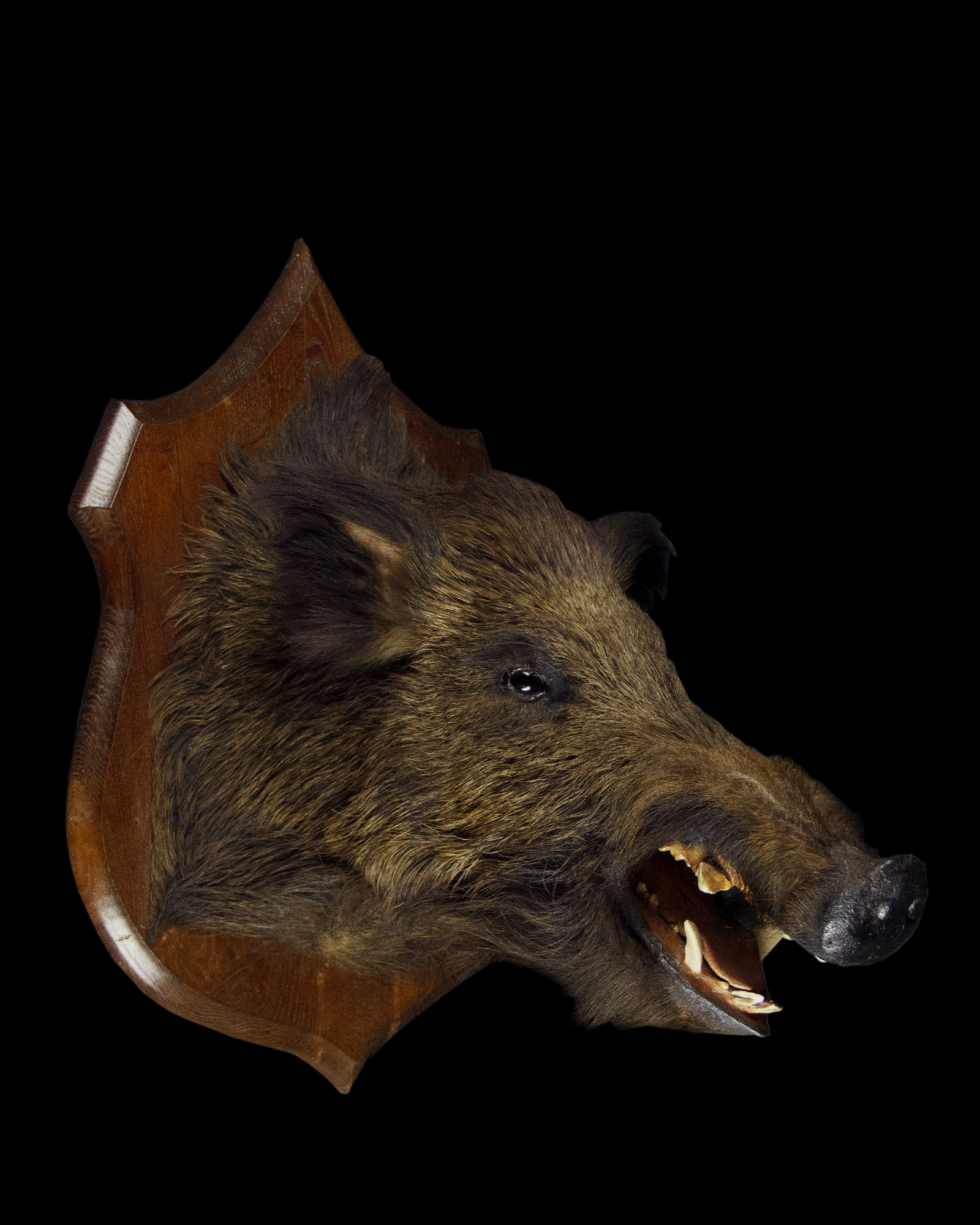 Taxidermy Wild Boar Head