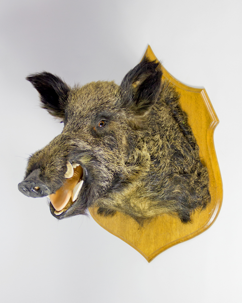 Taxidermy Wild Boar Head