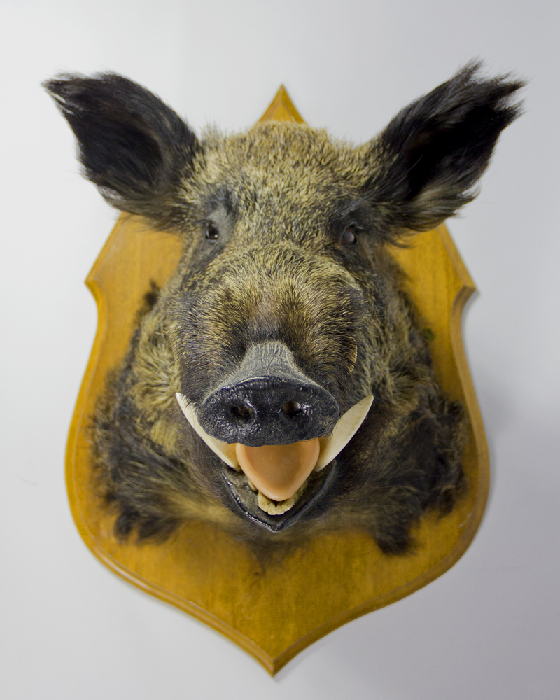 Taxidermy Wild Boar Head