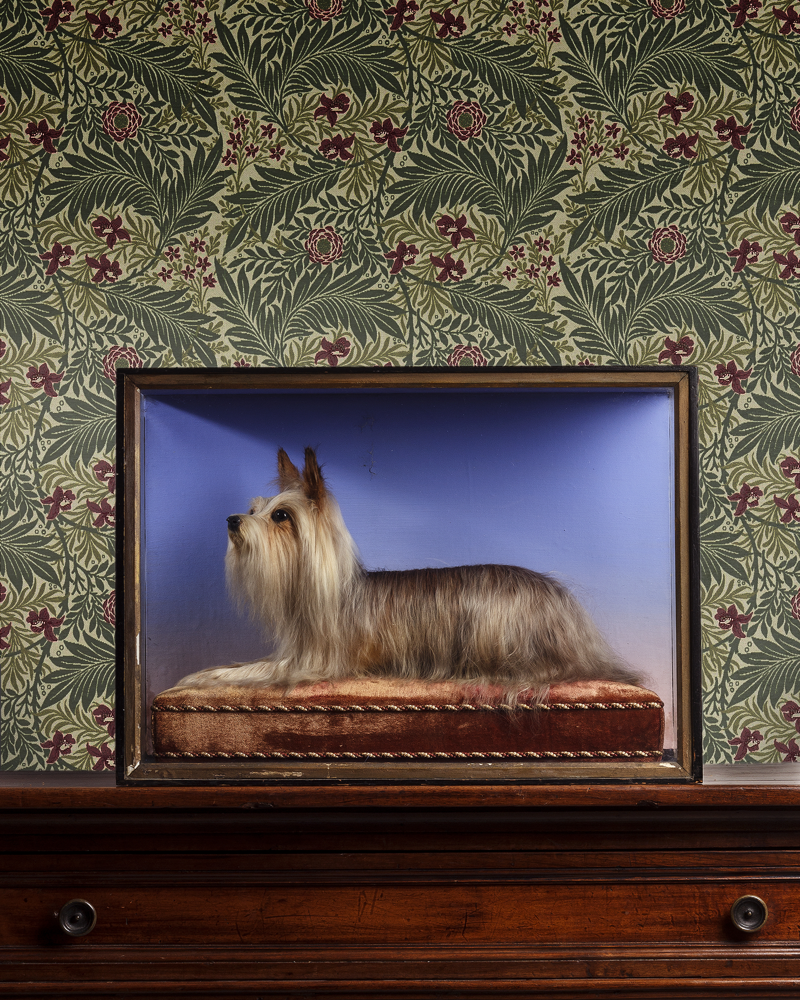 Taxidermy Yorkshire Terrier, Canis lupus familiaris, England, Circa. 1890